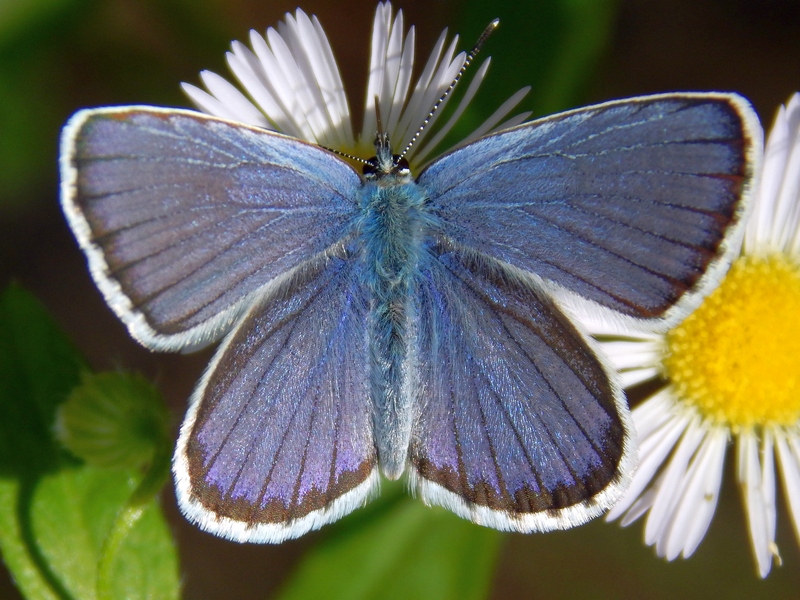 Plebejus cfr. argus